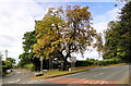 The Tree, Credenhill