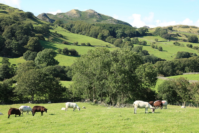 Pasture in the Lickle Valley
