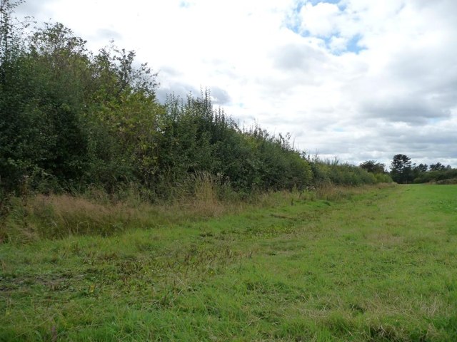 Hedge along southern edge of grassy field