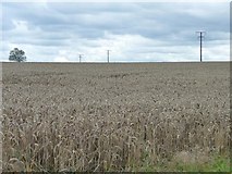 SE3835 : Telegraph poles crossing a wheatfield by Christine Johnstone