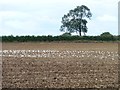 SE3836 : Black headed gulls on a bare field by Christine Johnstone