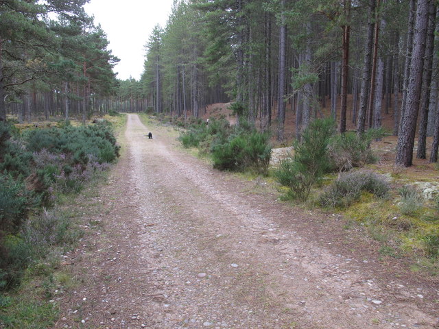Track in Culbin Forest