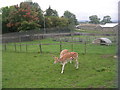 Fallow Deer - Emsley