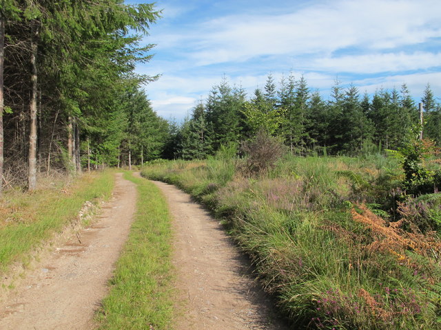 Track in Darnaway Forest
