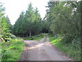 Track Junction in Darnaway Forest