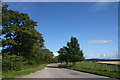 Roadside Trees