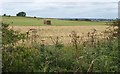 SE3343 : Field near Wike Wood by Derek Harper