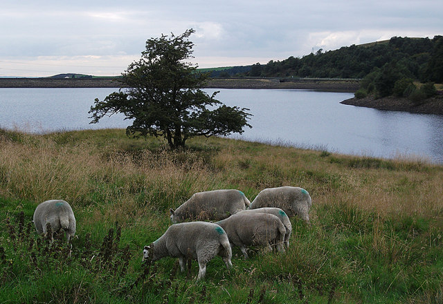 Sheep on the shore of Piethorne Reservoir