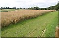 Rapeseed, Shadwell