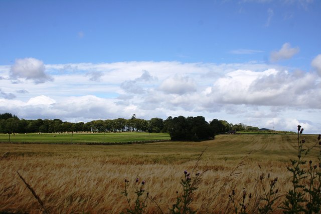 Garioch Barley Field