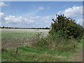 Hedgerow and Field near No Man