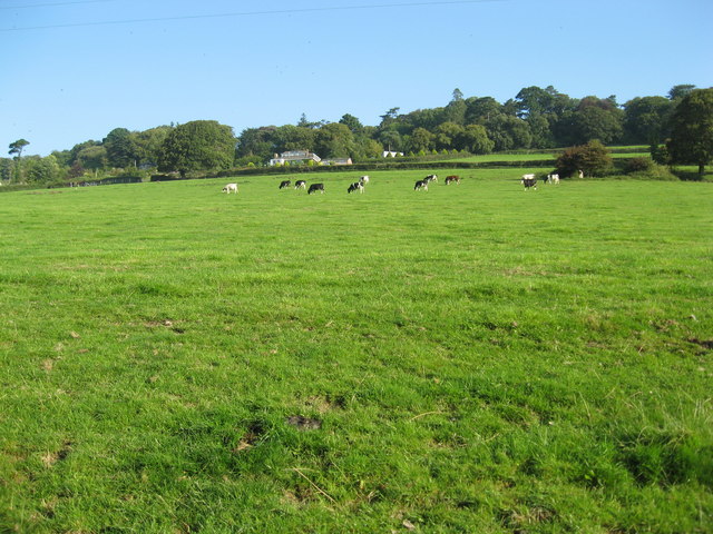 Grazing hillside meadow below Roborough Road