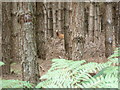 SU8824 : Deer in coniferous woodland on Lord's Common by Dave Spicer