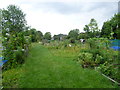 Norbury Park allotments