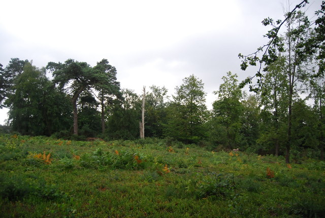 Mixed Woodland And Heathland, Black Down © N Chadwick :: Geograph 