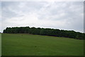 TQ2072 : Spankers Hill Wood, Richmond Park by N Chadwick
