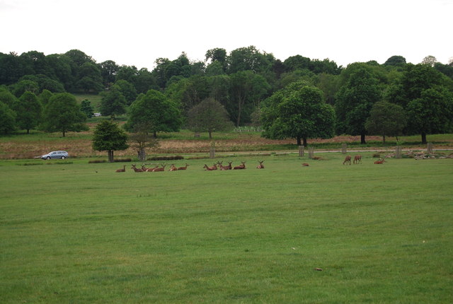 Deer, Richmond Park