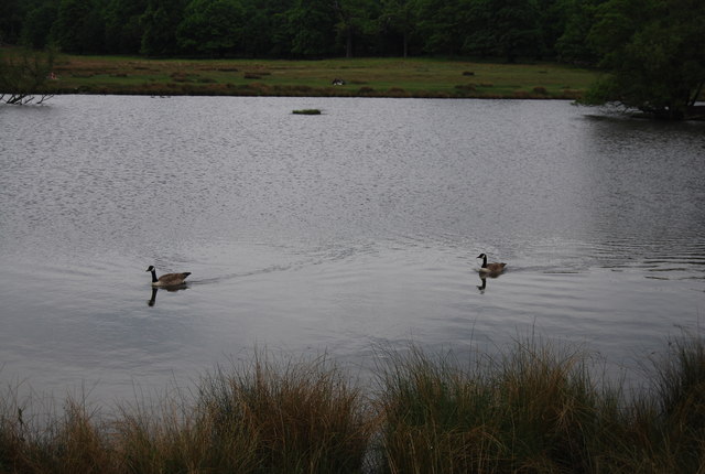 Geese, Pen Ponds