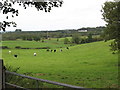 View across grazing land towards woodlands at Ballyward Lodge