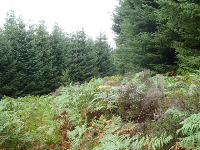 Overgrown track in Corse and Craig Forest
