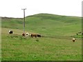 Cattle, Cleugh