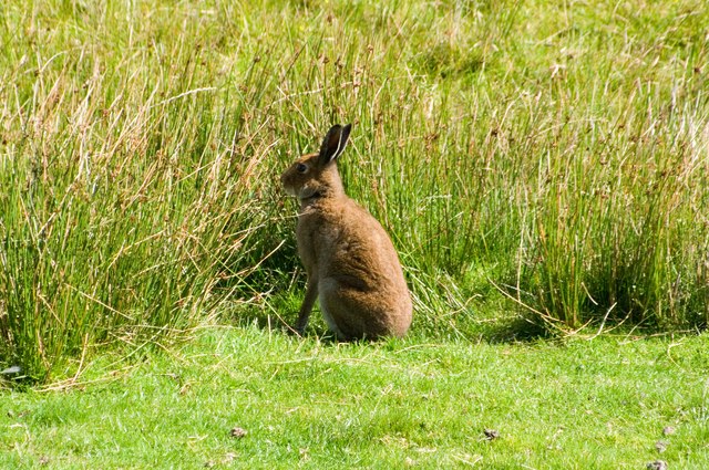 Mountain Hare (Lepus timidus) © Ian Capper :: Geograph Britain and Ireland