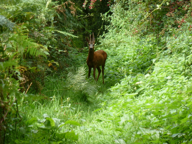 Deer on footpath off Lambourne Lane