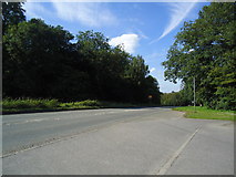 TQ0449 : Shere Road, Newlands Corner by Stacey Harris