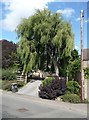 Suburban willow, Wellingborough Road, Mears Ashby