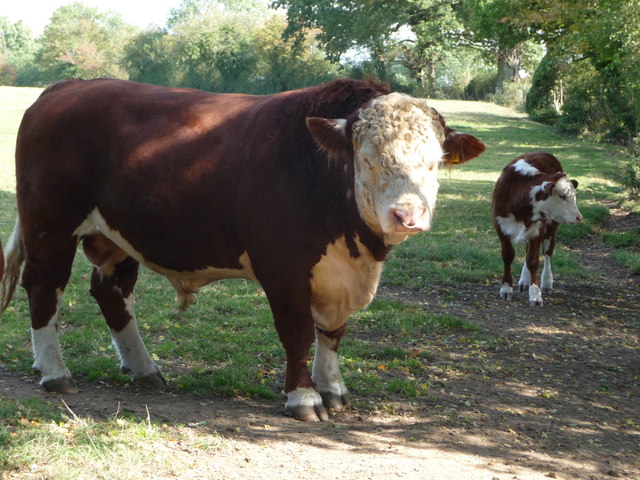 Hereford bull near Habberley