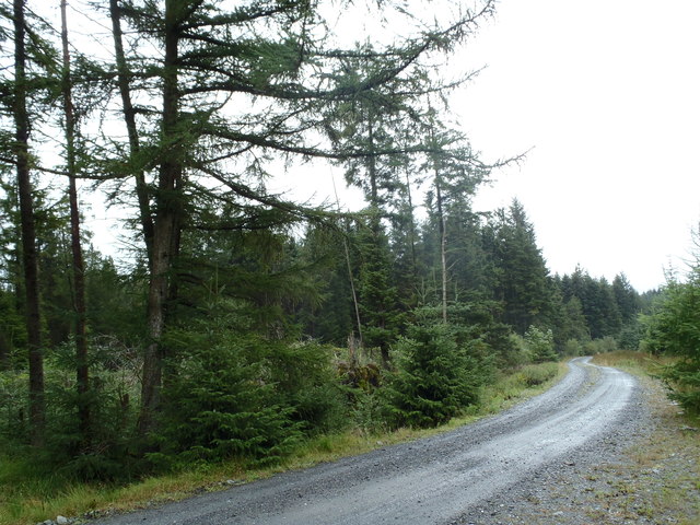 Forest road near Shaw Hill