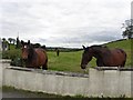 Horses, Killaney