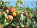 Plums at Brogdale Farm