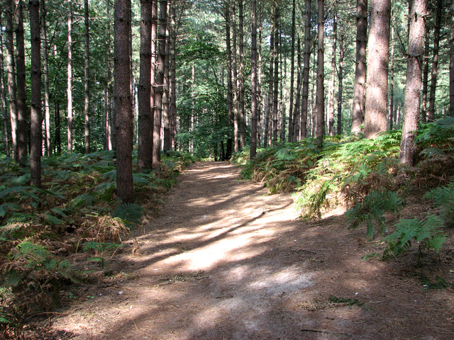 Path in Jocelyn's Wood, Dersingham