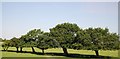 Trees, Belhus Park