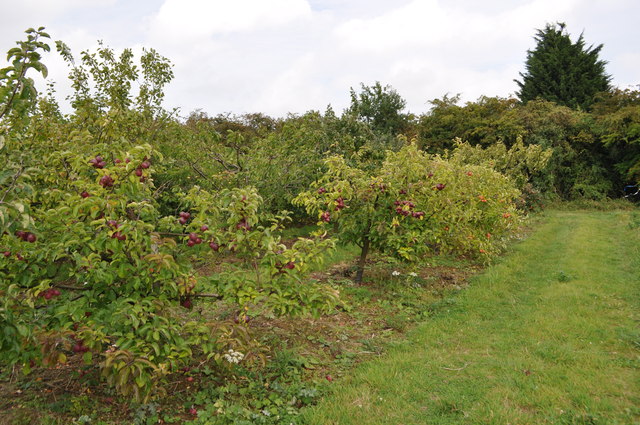 Hillfield Orchard