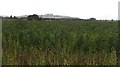 Bean crop, Longcarse