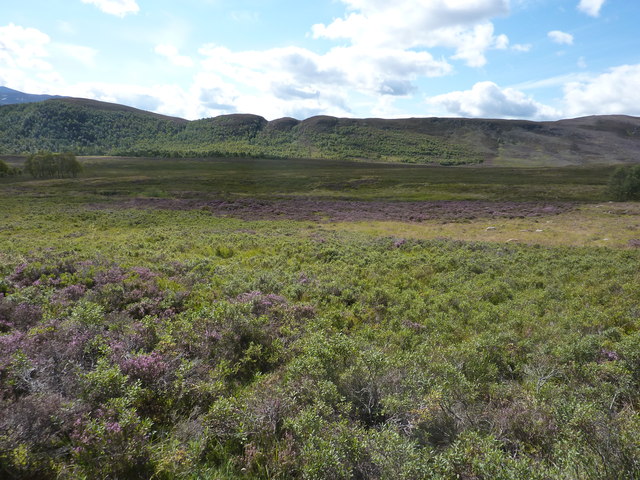 Large patch of bog myrtle, and the catchment area of the Coldrach Burn