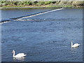 NU2505 : Swans on the River Coquet by Maigheach-gheal