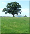 Tree and a distant view of Bryn Arw from a road west of Triley Mill