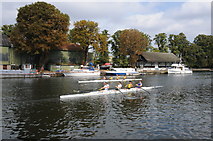 TQ1369 : Rowers on the Thames by Philip Halling