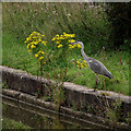 Grey Heron near Elworth, Cheshire