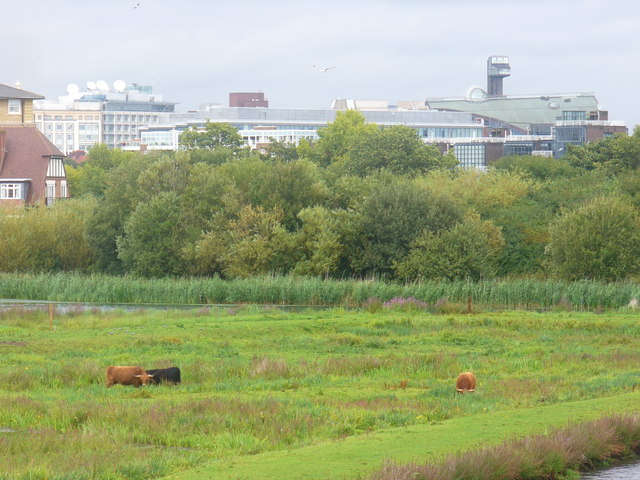 Highland Cattle at the Wetlands