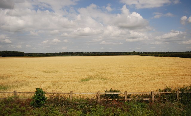 Wheat field by the A11