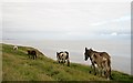 NX8248 : Donkeys at the Galloway Coast by Walter Baxter