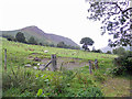 Hillside at Glan-yr-afon