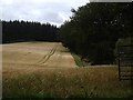 Ripening cereal crop