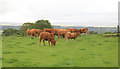 Cattle in the field by Tavistock Cross