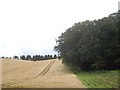 Woodland edge with cereal and hay (August)