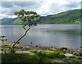 NN6523 : Tree on the south shore of Loch Earn by Dave Fergusson